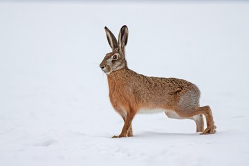 European brown hare lepus europaeus in winter. One wild animal on field covered with snow. - obrazy, fototapety, plakaty