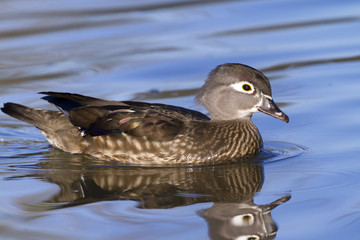 Female wood duck (Aix sponsa) in a lake, Stone Mountain Park, Georgia, USA