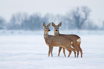 Young Roe deer Capreolus capreolus in winter. Deer with snowy background. Wild animals interacting...