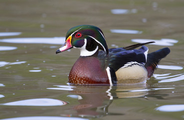 Male wood duck (Aix sponsa) in a lake, Stone Mountain Park, Georgia, USA