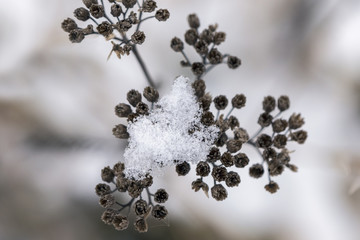 fresh snow captured on a branch of dried flowers at the beginning of winter - macro