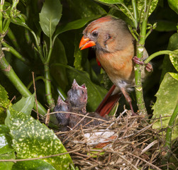 Female northern cardinal (Cardinalis cardinalis) feeding nestlings in the nest, Lilburn, Georgia, USA