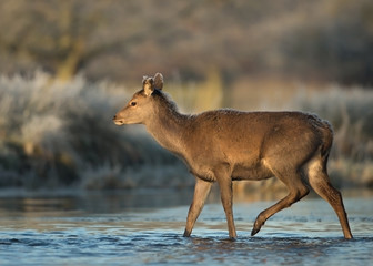 Red deer hind crossing a stream of water