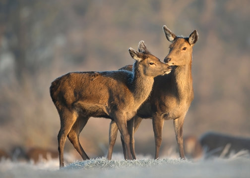 Fototapeta Red deer hind with a calf in winter.