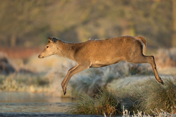 Young red deer jumps into a stream of water