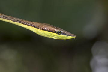 Mexican vine snake (Oxybelis aeneus) portrait, Cahuita national park, Limon, Costa Rica.