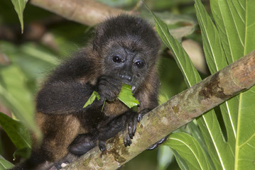 Baby montled howler monkey (Alouatta palliata) eating tree leaves in rainforest canopy, Cahuita national park, Limon, Costa Rica.