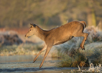 Young red deer jumps into a stream of water