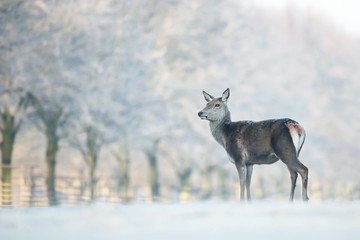 Red deer hind standing a field of frosted grass on a beautiful early winter morning. Winter landscape.