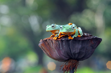 flying frog
