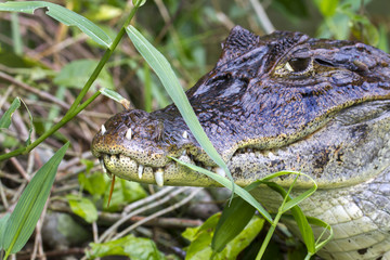 Spectacled caiman (Caiman crocodilus) with teeth growing through lips, hiding in grass on the channel coast, Tortuguero, Costa Rica.