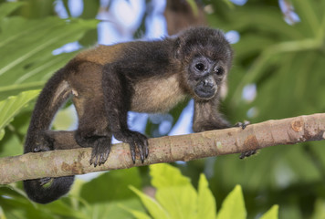 Baby montled howler monkey (Alouatta palliata) climbing a tree branch in rainforest canopy, Cahuita national park, Limon, Costa Rica.