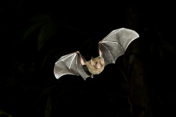 Seba's short-tailed bat (Carollia perspicillata) flying at night, Tortuguero, Costa Rica.