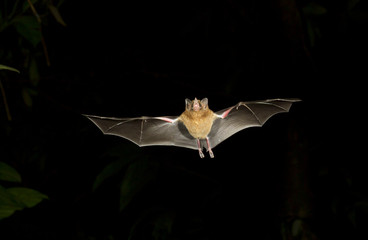 Orange nectar bat (Lonchophylla robusta) flying at night, Tortuguero, Costa Rica. © Ivan Kuzmin