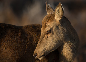 Red Deer hind close up portrait