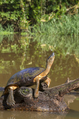 Obraz premium Black river turtle (Rhinoclemmys funerea) warming under sun, Tortuguero, Costa Rica.