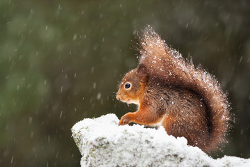 Red Squirrel sitting on a stone while snowing in winter, Yorkshire dales, UK.