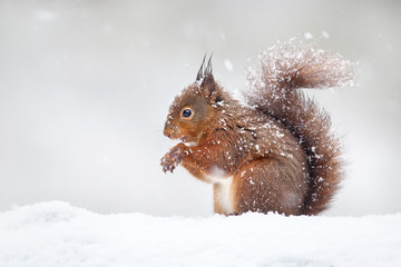 Nettes rotes Eichhörnchen im fallenden Schnee, Winter in England.