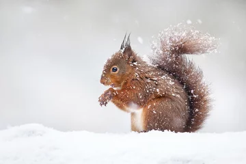Photo sur Plexiglas Écureuil Écureuil roux mignon dans la neige qui tombe, hiver en Angleterre.