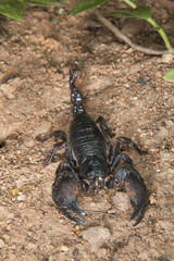 Emperor scorpion (Pandinus imperator), Accra, Ghana