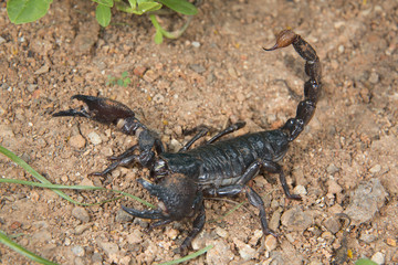 Emperor scorpion (Pandinus imperator), Accra, Ghana