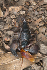 Emperor scorpion (Pandinus imperator) eating a large cockroach, Accra, Ghana