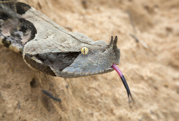 West African Gaboon viper (Bitis rhinoceros) portrait, Volta region, Ghana