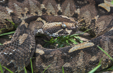 Rhinoceros viper (Bitis nasicornis) portrait, Volta region, Ghana