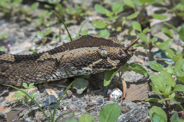 Rhinoceros viper (Bitis nasicornis) portrait, Volta region, Ghana