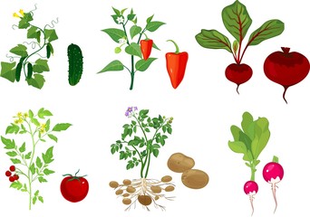 Set of different vegetable plants with fruits on white background