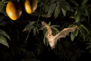 Gambian epauletted fruit bat (Epomophorus gambianus) flying to mango fruits at night.