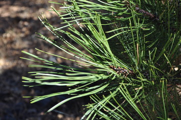 Pine Needles Close Up