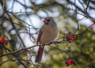 Female Northern Cardinal and Red Berries