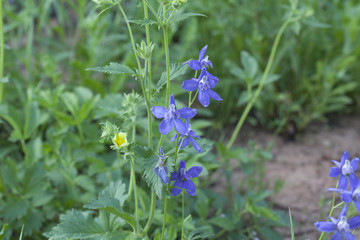 A beautiful deep blue Tall Larkspur plant growing on tan sandy soil at high altitude