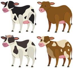 Four cows with different skin colors
