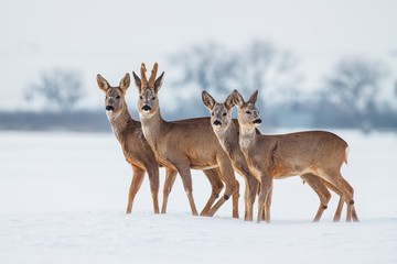 Roe deer family in winter. Group of deer in snow covered country. Wild animals with snowy trees on...