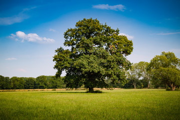 Eiche auf Sommerwiese