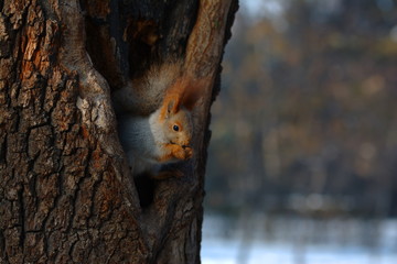 Squirrel eating nut in a hollow,  close up