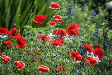 Fototapeta premium Poppy Flowers