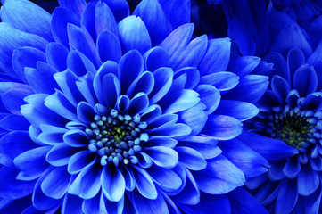 Obraz na płótnie Canvas Macro of blue flower aster