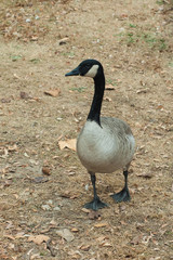 Canadian Goose