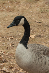 Canadian Goose head and neck