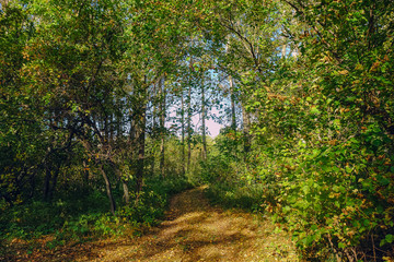 Fototapeta na wymiar A forest path running among the big green trees
