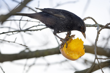 Amsel