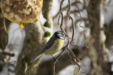 Great tit sitting on a hazel branch