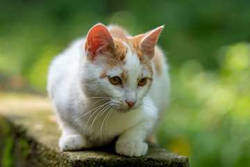 Hauskatze