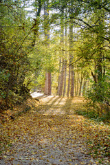 autumn in the forest