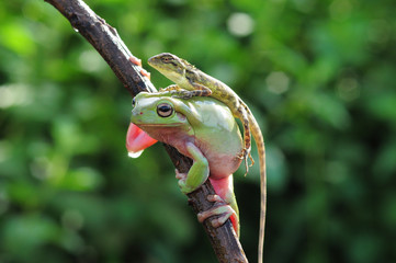 frog with lizard