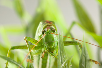 big green grasshopper