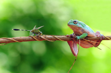 Dragonfly facing frog on a tree branch